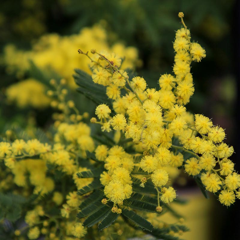Acacia Armata Mimosa image 0