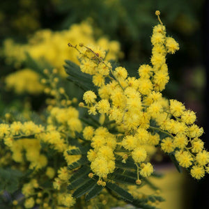 Acacia Armata Mimosa image 1