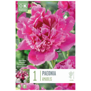 Paeonia 'Amabilis' (1 bare root) image 0