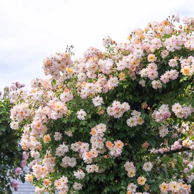 David Austin Phyllis Bide® Rambling Rose (6-Litre Pot) image 0