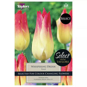 Tulip 'Whispering Dream' (7 bulbs) image 0