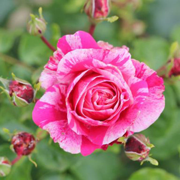 Whartons Roses ‘Raspberry Cream Twirl’ Climbing Rose (4-Litre Pot) image 0