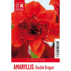 Amaryllis 'Double Dragon' (1 bulb) image 0