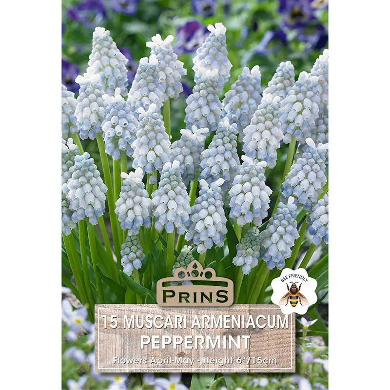 Muscari (Grape Hyacinth) 'Peppermint' (15 bulbs) image 0
