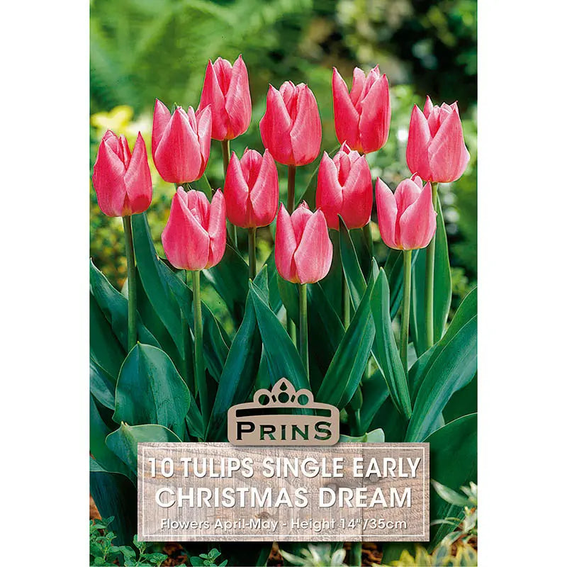 Tulip 'Christmas Dream' (10 bulbs) image 0