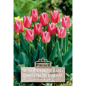 Tulip 'Christmas Dream' (10 bulbs) image 0