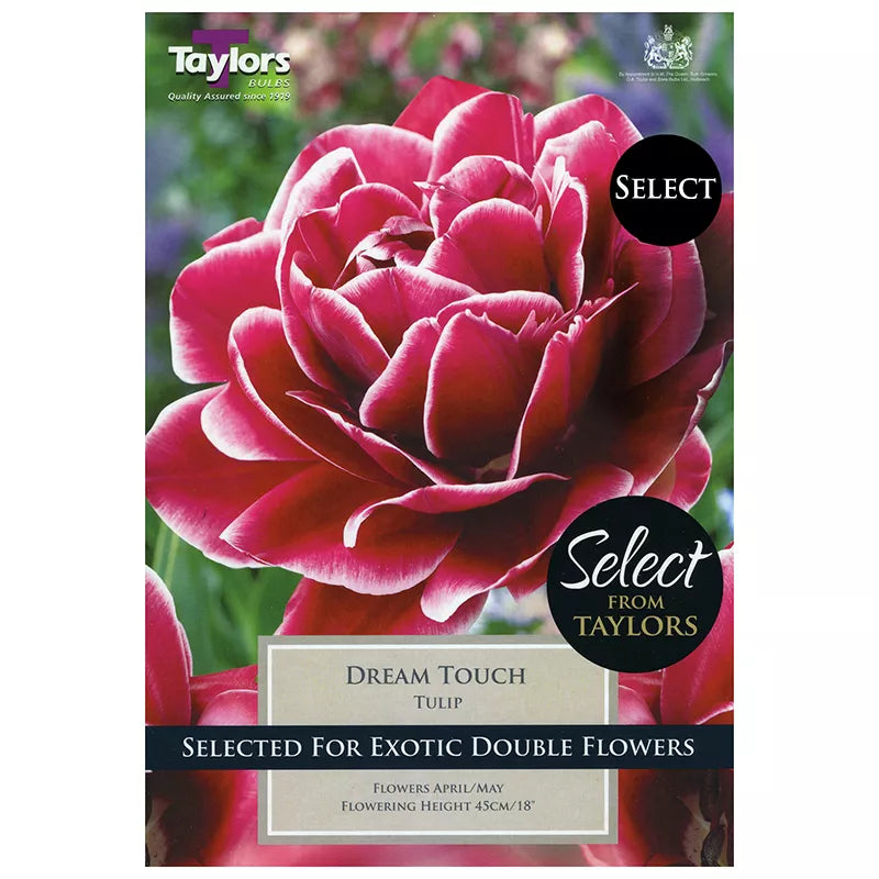 Tulip 'Dream Touch' (6 bulbs) image 0