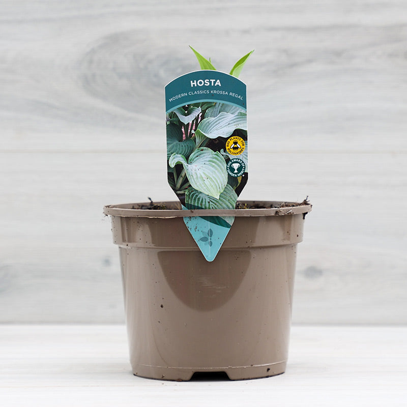 Hosta ‘Krossa Regal’ (2-Litre Pot) image 0