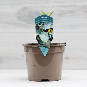 Hosta ‘Krossa Regal’ (2-Litre Pot) image 1