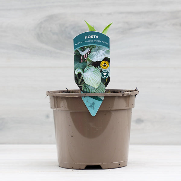 Hosta ‘Krossa Regal’ (2-Litre Pot) image 1