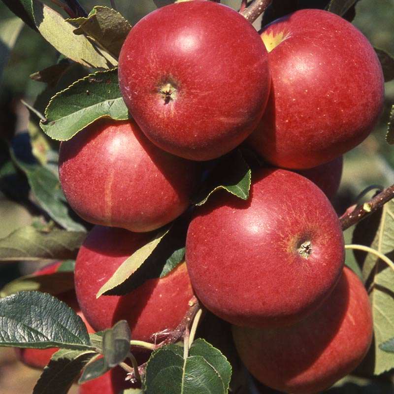 ‘Scrumptious’ Apple Tree (12-Litre Pot) image 0
