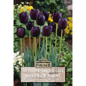 Tulip 'Queen of Night' (10 bulbs) image 0