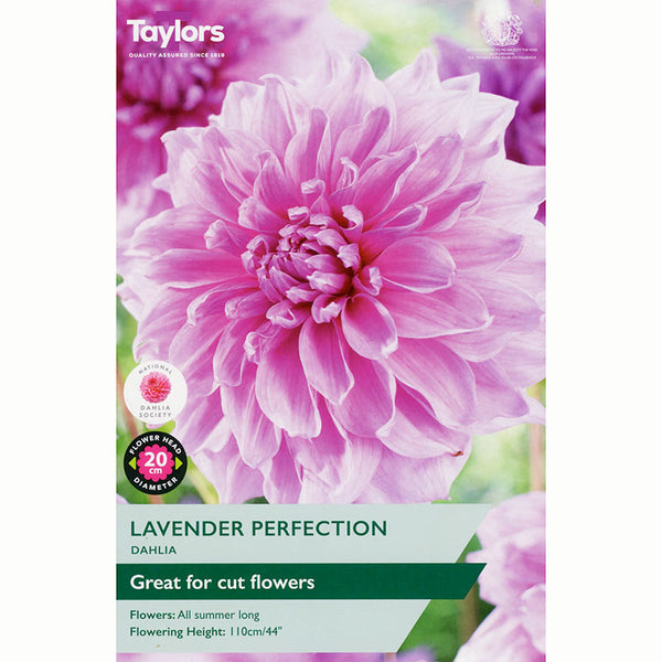 Dahlia ‘Lavender Perfection’ (1 Tuber) image 0