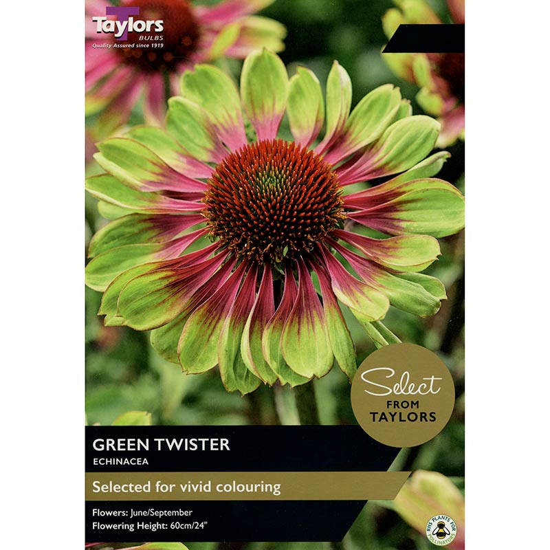 Echinacea 'Green Twister' (2 Bulbs) image 0