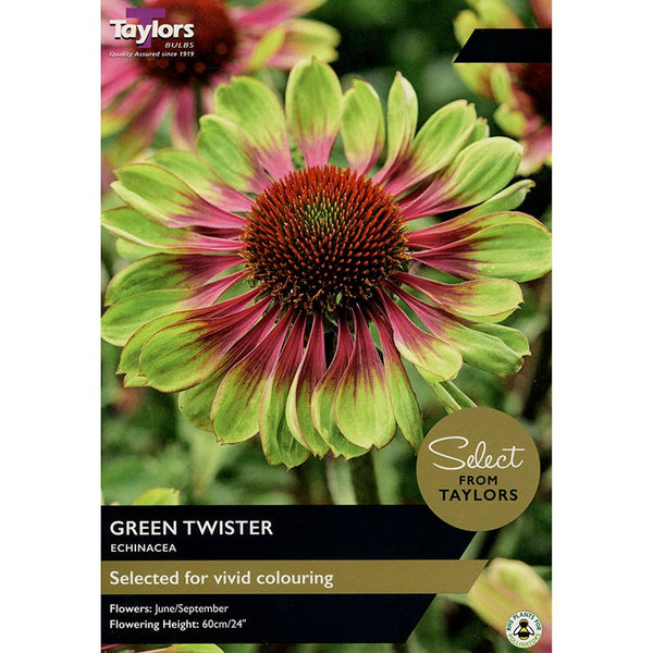 Echinacea 'Green Twister' (2 Bulbs) image 0