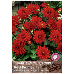 Dahlia Cactus 'Red Pigmy' (1 tuber) image 0