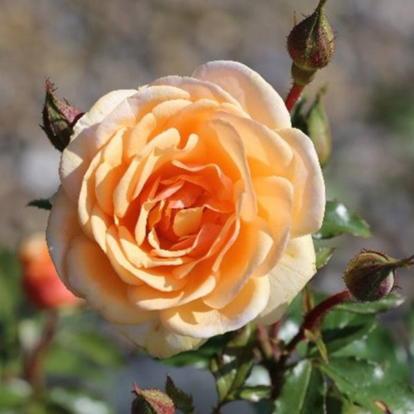 Whartons Roses ‘Sweet Honey’ Floribunda Bush Rose (3-Litre Pot) image 0