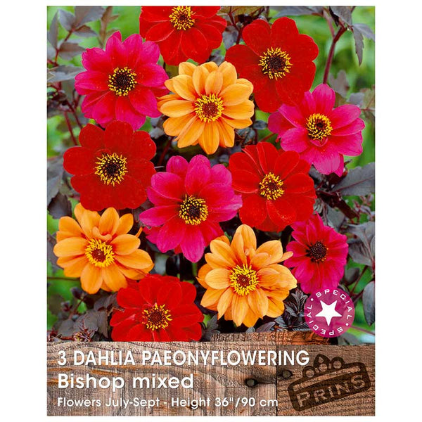 Dahlia 'Bishop Mixed' (3 tubers) image 0