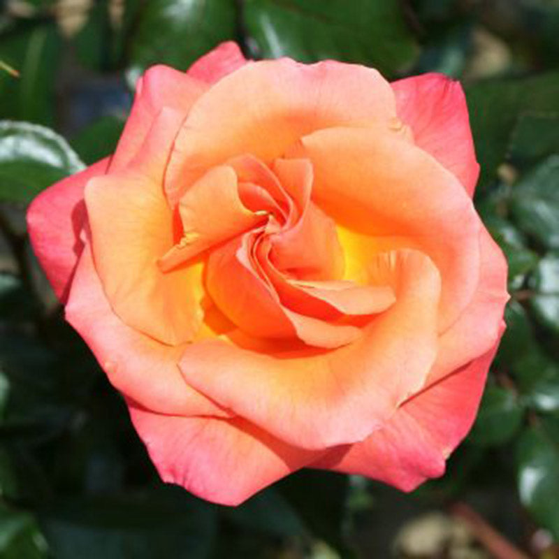 Whartons Roses ‘Mamma Mia’ Hybrid Tea Bush Rose (3-Litre Pot) image 0
