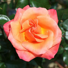 Whartons Roses ‘Mamma Mia’ Hybrid Tea Bush Rose (3-Litre Pot) image 0