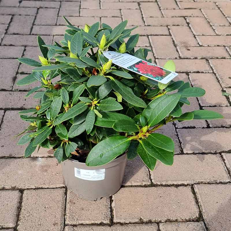 Dwarf Rhododendron ‘Gertrude Schale’ (3-Litre Pot) image 0