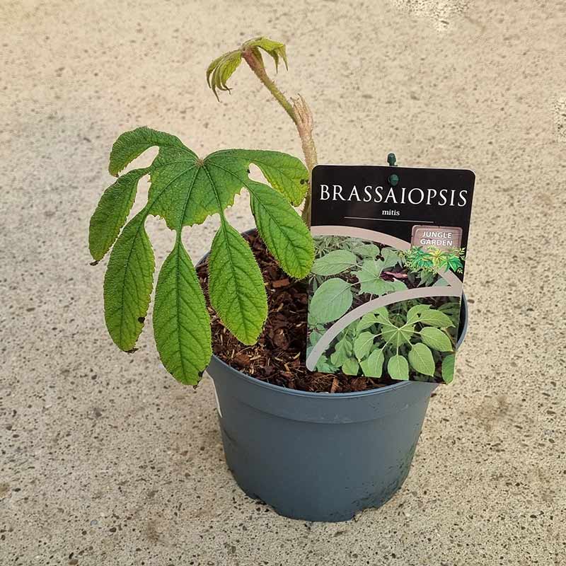 Brassaiopsis mitis ‘Philippine umbrella plant’ (4-Litre Pot) image 0
