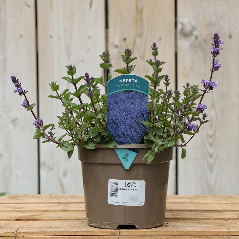Nepeta x faassenii ‘Purrsian Blue’ (2-Litre Pot) image 0