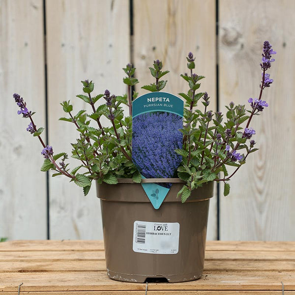 Nepeta x faassenii ‘Purrsian Blue’ (2-Litre Pot) image 0