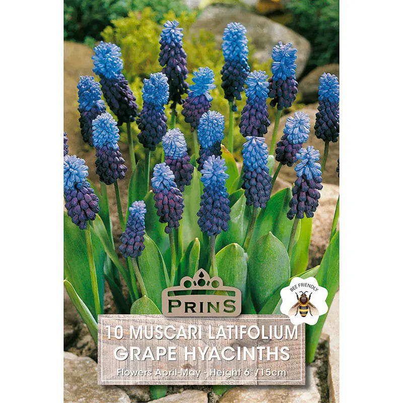 Muscari Latifolium Grape Hyacinths (10 bulbs) image 0
