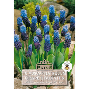 Muscari Latifolium Grape Hyacinths (10 bulbs) image 0