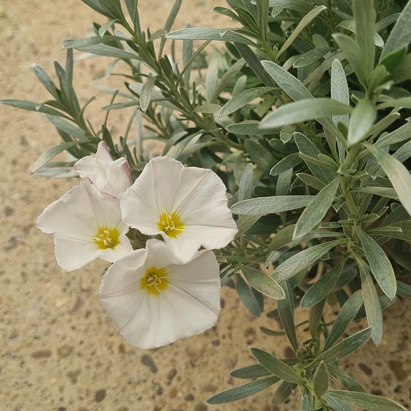 Convolvulus Cneorum (2-Litre Pot) image 0