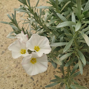Convolvulus Cneorum (2-Litre Pot) image 1