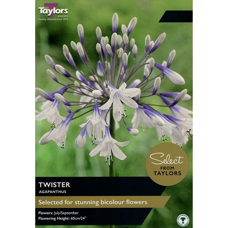 Agapanthus 'Twister' (1 bulb) image 0
