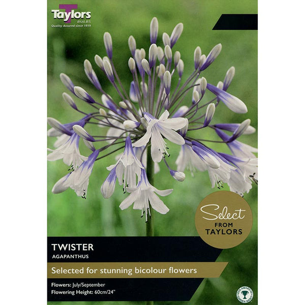 Agapanthus 'Twister' (1 bulb) image 0