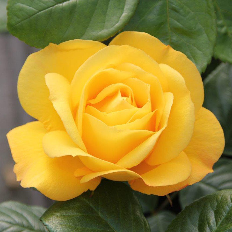 Whartons Roses ‘Arthur Bell’ Shrub Rose (3-Litre Pot) image 0