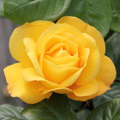 Whartons Roses ‘Arthur Bell’ Shrub Rose (3-Litre Pot) image 0