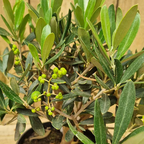 Olea Europaea Mini Standard Olive Tree (1.5-Litre Pot) image 1
