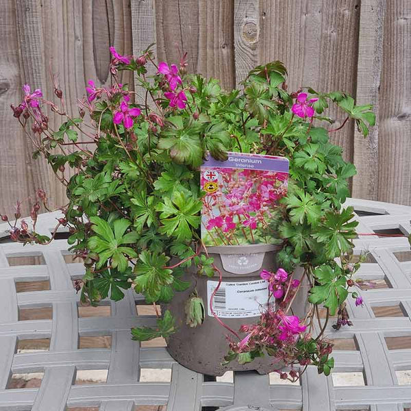 Geranium x cantabrigiense ‘Intense’ (3-Litre Pot) image 0