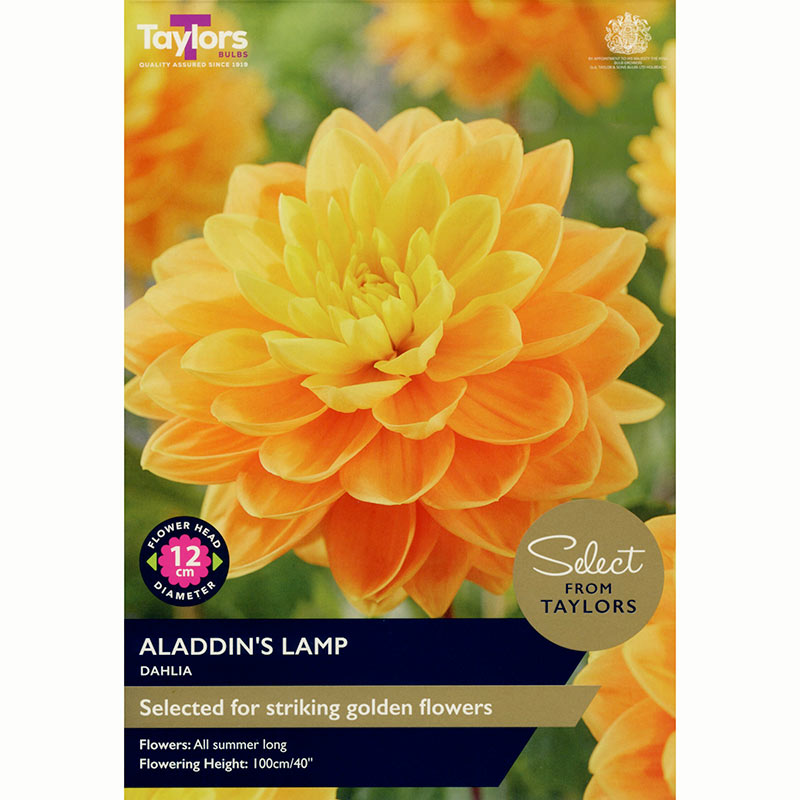 Dahlia ‘Aladdin’s Lamp’ with Orange Flowers (2 Tubers) image 0