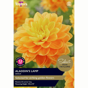 Dahlia ‘Aladdin’s Lamp’ with Orange Flowers (2 Tubers) image 0