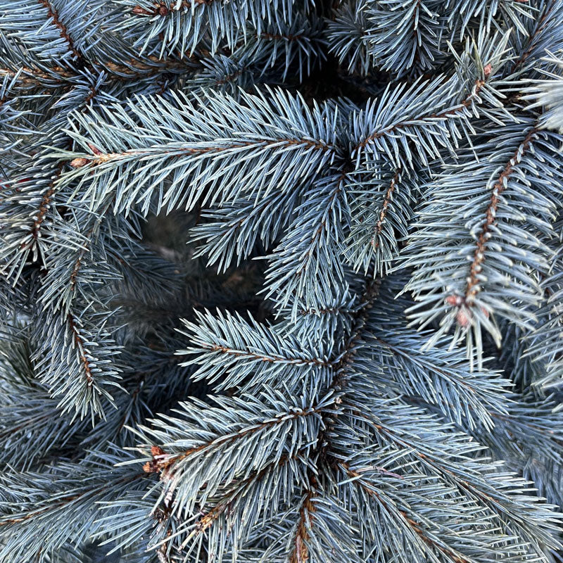 Cadeby Tree Trust Blue Spruce Pot Grown Christmas Tree