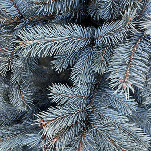 Cadeby Tree Trust Blue Spruce Pot Grown Christmas Tree