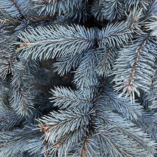 Cadeby Tree Trust Blue Spruce Pot Grown Christmas Tree