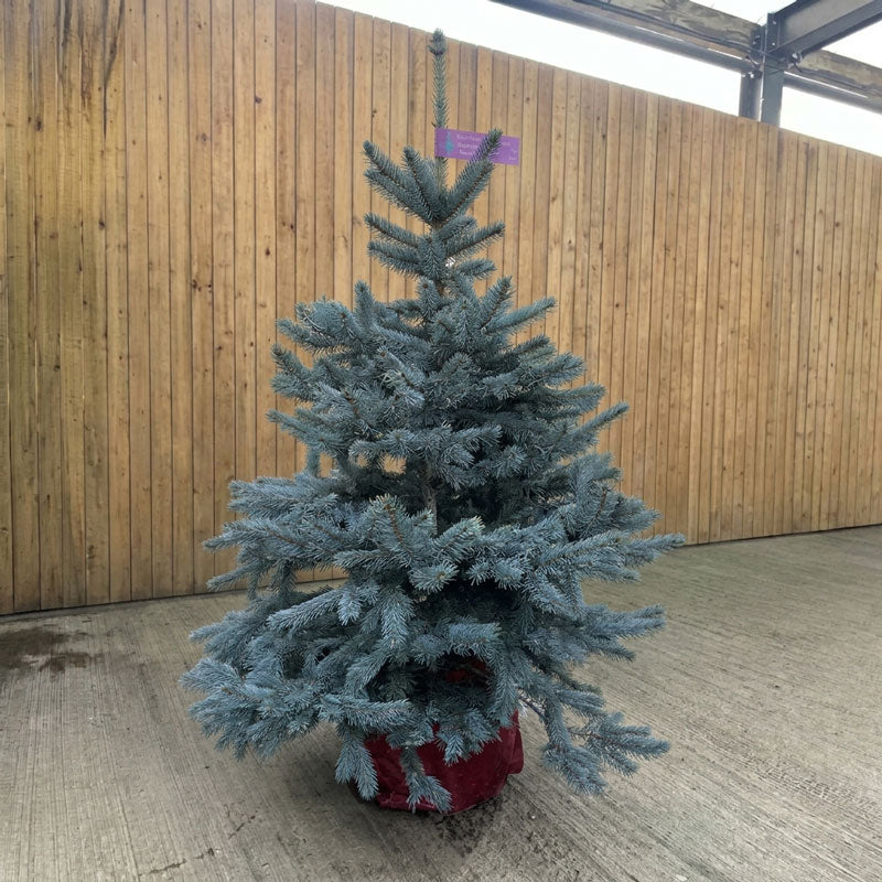 Cadeby Tree Trust Blue Spruce Pot Grown Christmas Tree