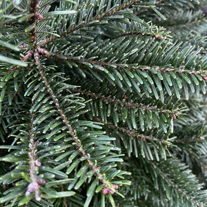 Cadeby Tree Trust Nordmann Fir Pot Grown Christmas Tree