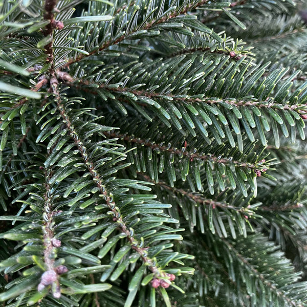 Cadeby Tree Trust Nordmann Fir Pot Grown Christmas Tree