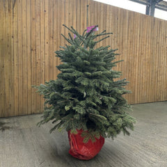 Cadeby Tree Trust Nordmann Fir Pot Grown Christmas Tree