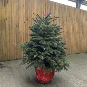 Cadeby Tree Trust Nordmann Fir Pot Grown Christmas Tree
