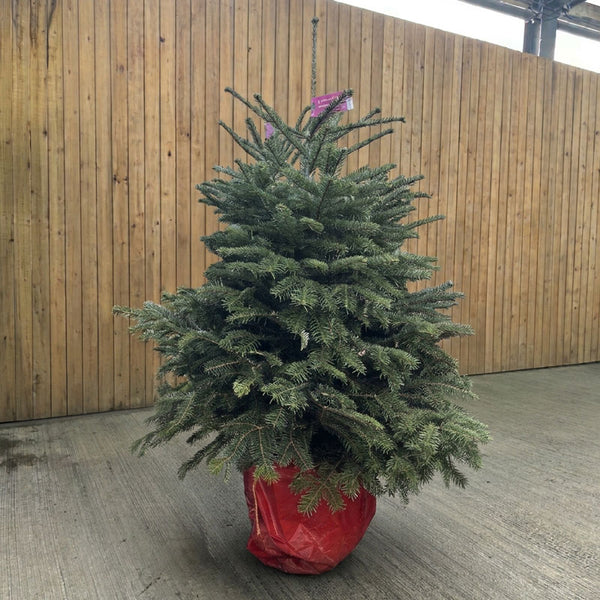 Cadeby Tree Trust Nordmann Fir Pot Grown Christmas Tree