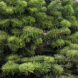 Cadeby Tree Trust Norway Spruce Pot Grown Christmas Tree